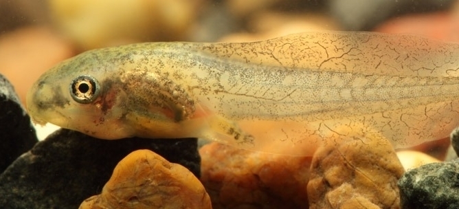 Dwarf green tree frog tadpoles