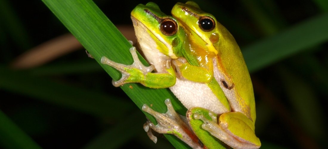 Dwarf green tree frog