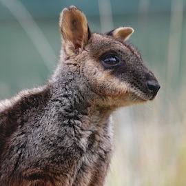 Returning the brush-tailed rock-wallaby to the Grampians - FAUNA ...