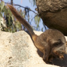 A desktop study of brush-tailed rock wallaby (Petrogale penicillata) habitat in the Australian Capital Territory as a guide for on-ground site assessment in 2019: an analysis of potential reintroduction sites.