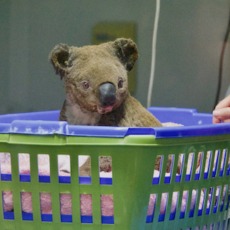 To save koalas from fire, we need to start putting their genetic material on ice