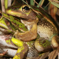 A simple design feature to increase hydro‐period in constructed ephemeral wetlands to avoid tadpole desiccation‐induced mortality