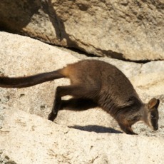 Reintroduction methods and a review of mortality in the brush-tailed rock-wallaby, Grampians National Park, Australia