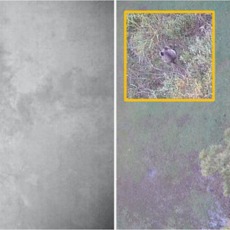 Trialling a real-time drone detection and validation protocol for the koala (Phascolarctos cinereus)