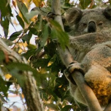 Environment Minister Sussan Ley faces a critical test: will she let a mine destroy koala breeding grounds?