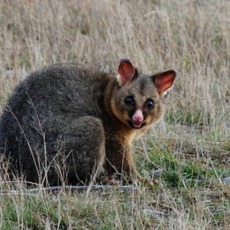 Let’s fix Australia’s environment with any pandemic recovery aid – the Kiwis are doing it