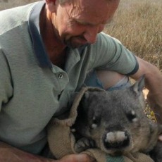 Scale-dependent habitat analysis and implications for climate change risk for the southern hairy-nosed wombat