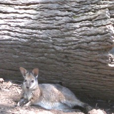 Human chorionic gonadotrophin does not induce ovulation in the tammar wallaby