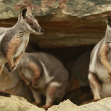 Marsupials: Progress and Prospects